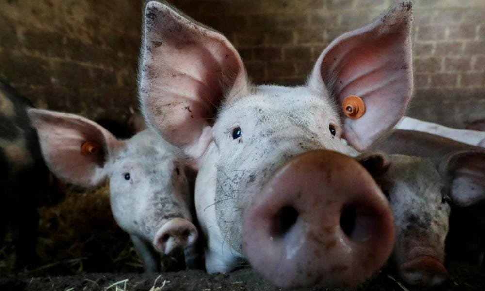 Milhões de porcos são abatidos na Ásia em um dos maiores surtos de peste suína da história   Conexão Política