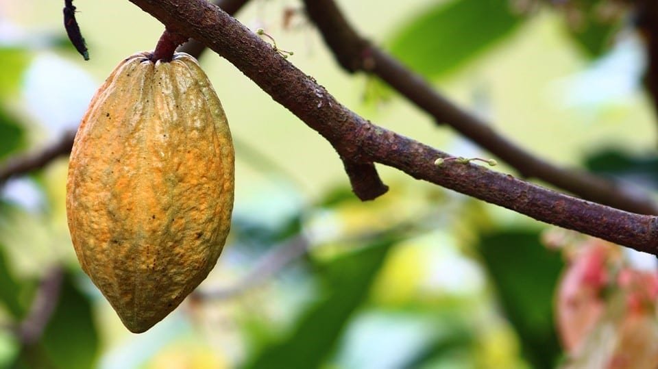 Seag retoma ações do Comitê Gestor da Cadeia Produtiva do Cacau no ES