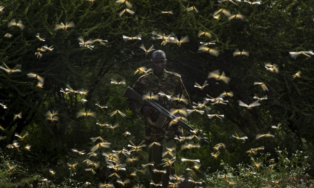 Bilhões de gafanhotos devoram plantações da Índia à África, aumentando as aflições dos agricultores