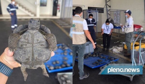 Bagagem com 185 bebês de tartaruga é barrada em aeroporto