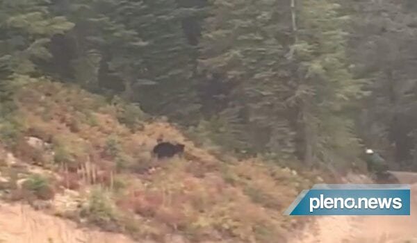 Ciclista é perseguido por urso em colina nos EUA. Veja o vídeo!
