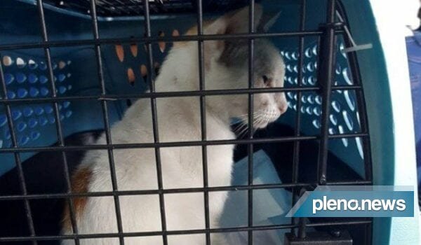 Gato é “detido” após tentativa de transportar drogas para presídio