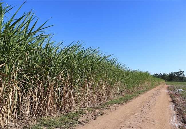 Itapemirim: apoio a produtores de cana-de-açúcar é destaque em programa de TV