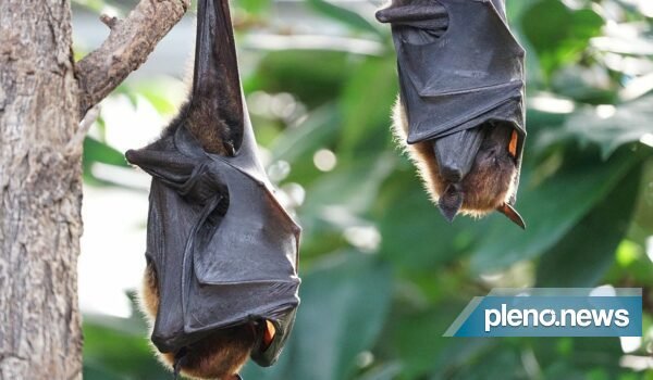 Virologistas identificam nova espécie de coronavírus em morcegos