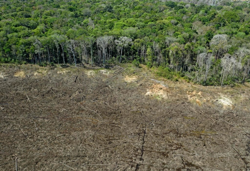 Amazônia brasileira atingida pelo pior desmatamento desde 2006