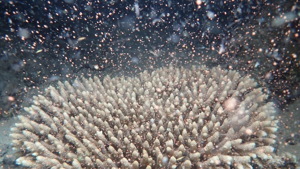 As fotos mostram bilhões de corais nascidos na Grande Barreira de Corais da Austrália, dando aos cientistas esperança de recuperação