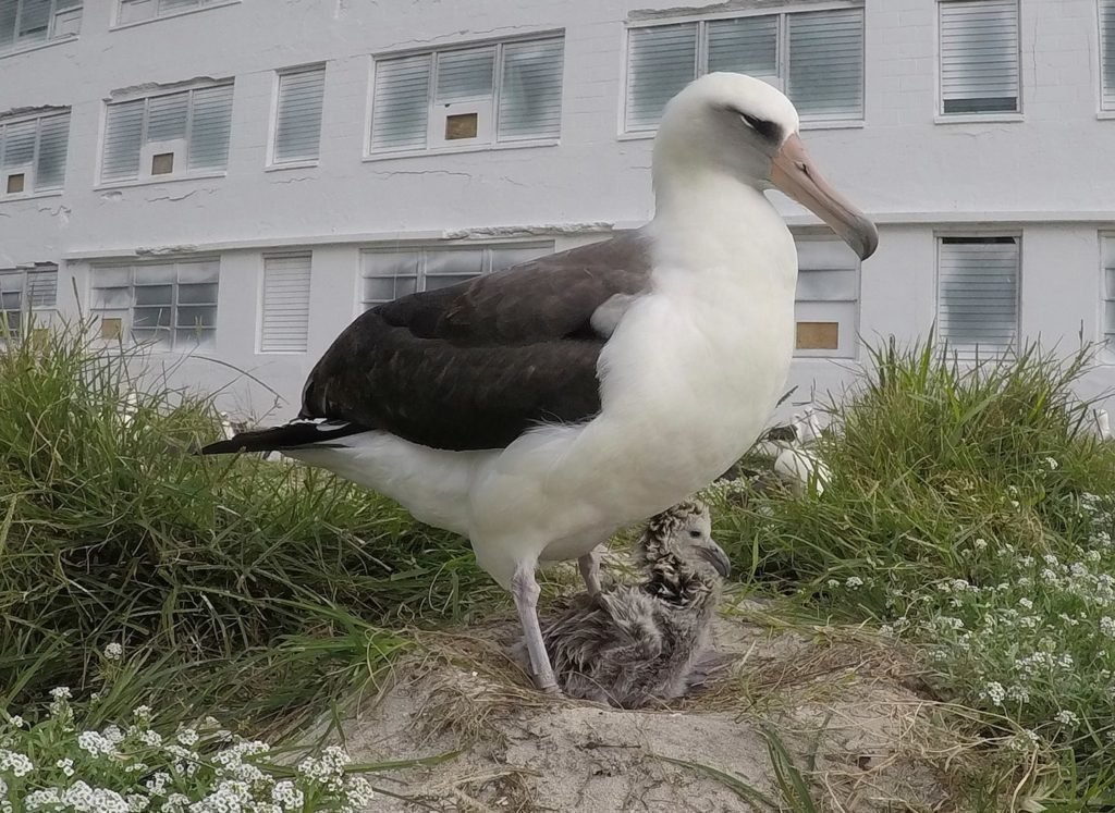 'Divórcio' dos albatrozes: grandes pássaros marinhos conhecidos pela monogamia podem ser forçados a se separar por causa das mudanças climáticas, segundo estudo