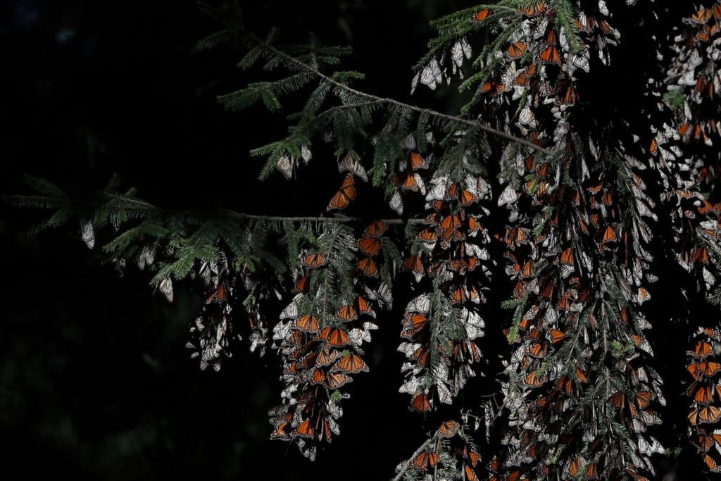 Mexicanos esperam recuperação de borboletas monarca