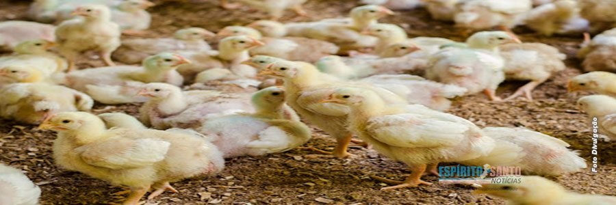 Programa de avicultura vai beneficiar 500 famílias de comunidades rurais de Itapemirim/ES
