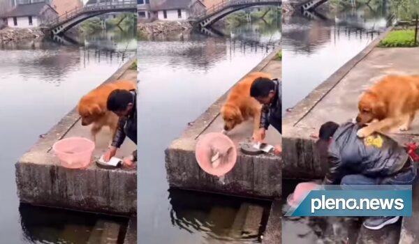 Cão impede que peixes sejam cortados, e vídeo viraliza