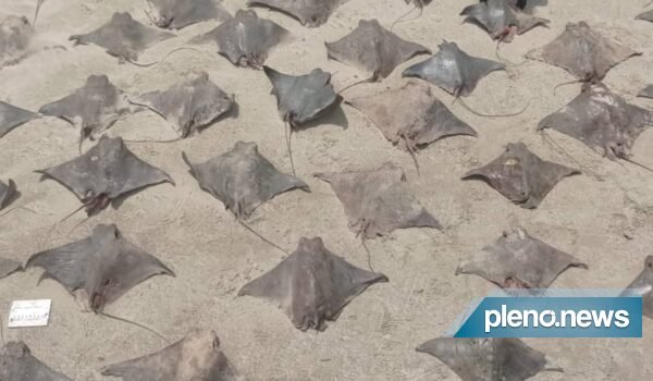 50 raias e tubarões surgem mortos misteriosamente em SP