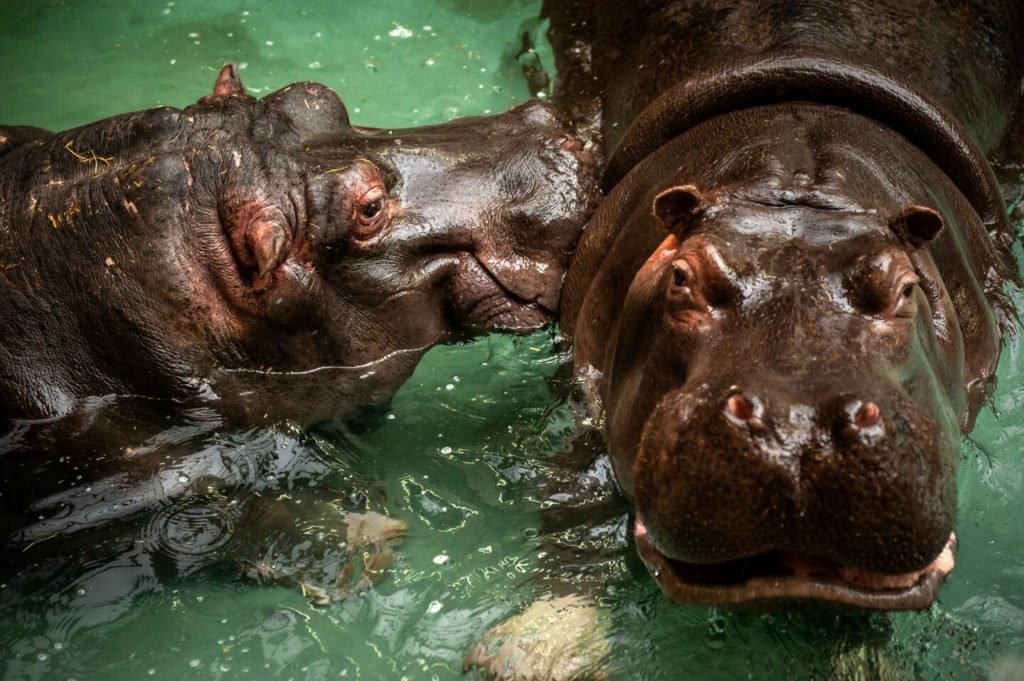 Hipopótamos com nariz empanturrado com teste positivo para coronavírus na Bélgica, os primeiros casos conhecidos na espécie