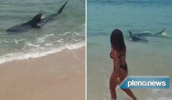 Vídeo: Tubarão é visto na beira de praia do RJ e surpreende banhistas