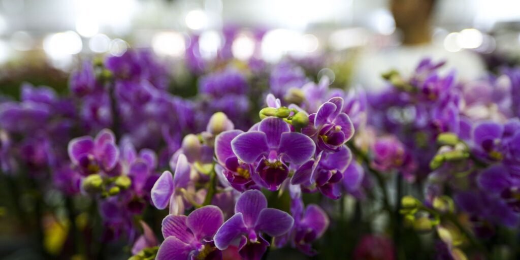 Setor de flores da Ceagesp estima aumento nas vendas para Dia das Mães