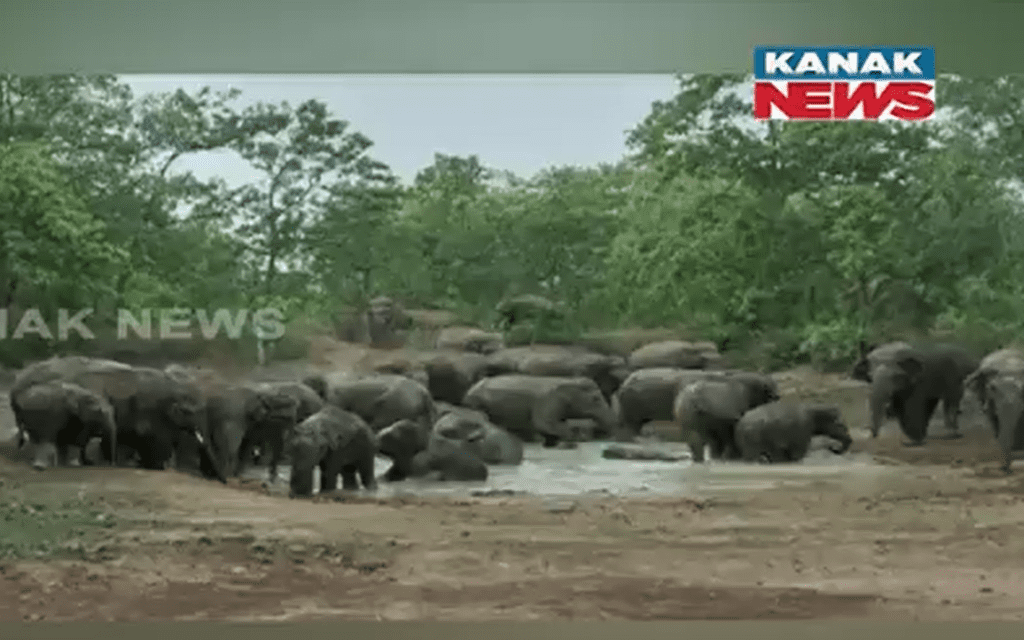 Após pisotear idosa em funeral, elefante chamou manada para destruir vila da mulher