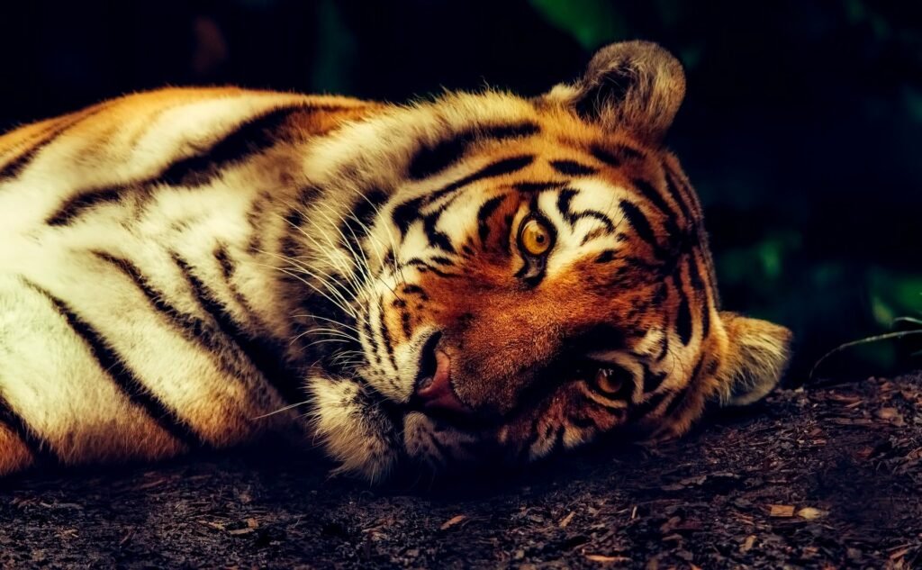 Tigre morre nos Estados Unidos após testar positivo para Covid