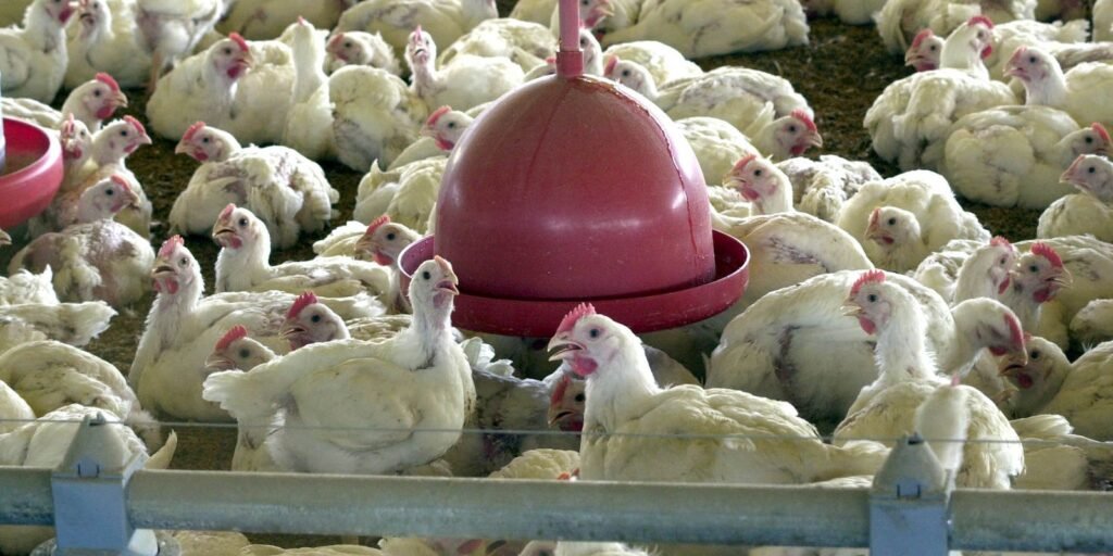 Pesquisa indica queda de 2% no abate de frangos no país