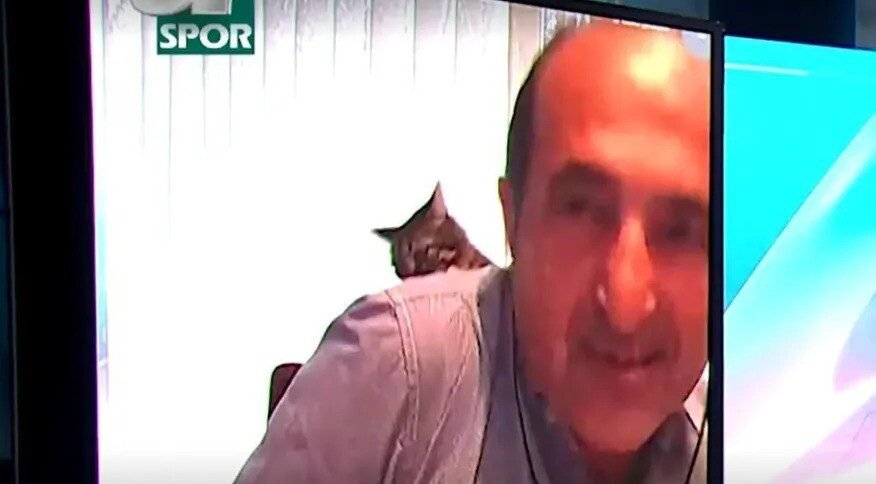 Vídeo: Gato dá “tapa” em jornalista esportivo durante programa
