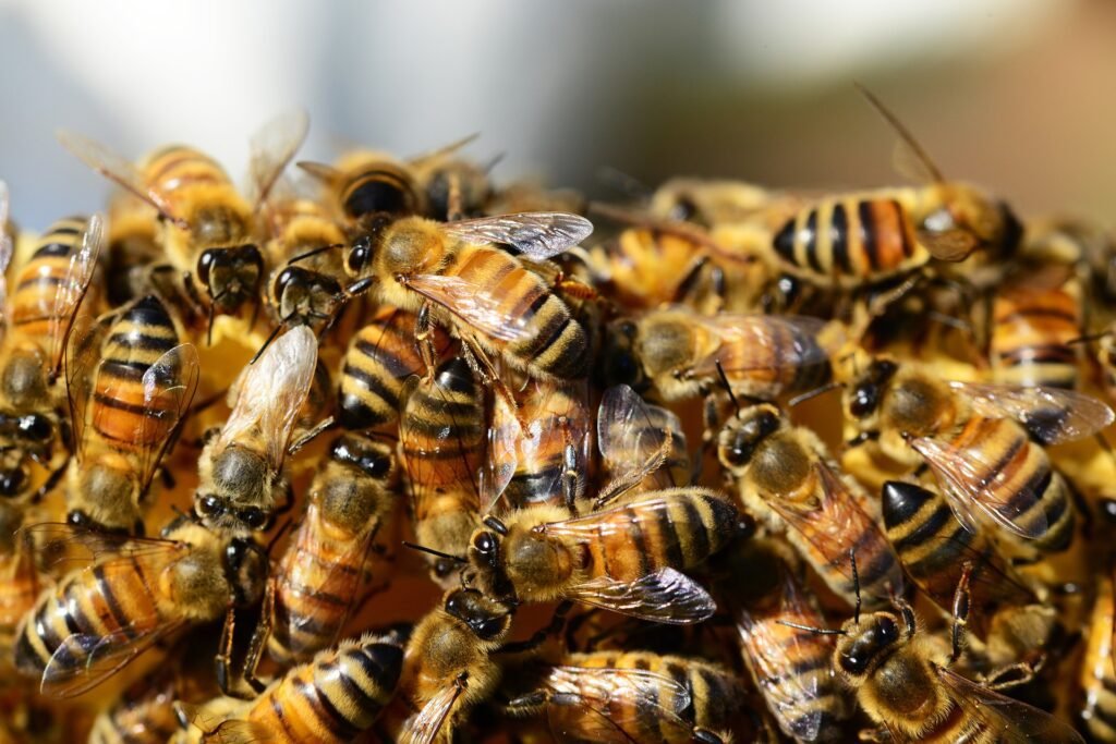 Petistas soltam caixa de abelhas contra apoiadores de Bia Kicis