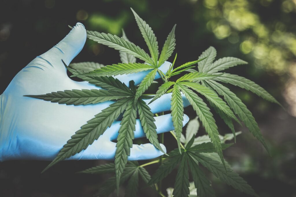 Anvisa autoriza pesquisa com derivados da Cannabis na UFRN
