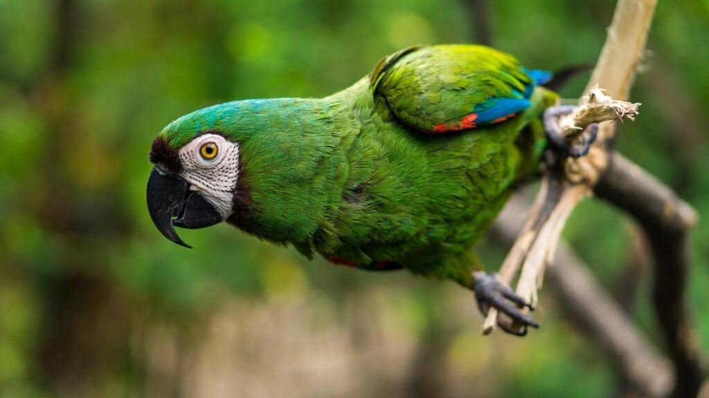 4 argentinos são internados em UTI com febre dos papagaios
