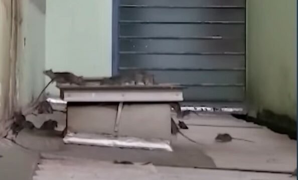 Homem denuncia vizinha por alimentar ratos pela janela