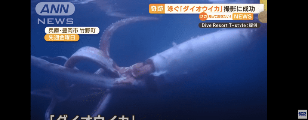 Vídeo: Mergulhadores registram imagens raras de lula gigante