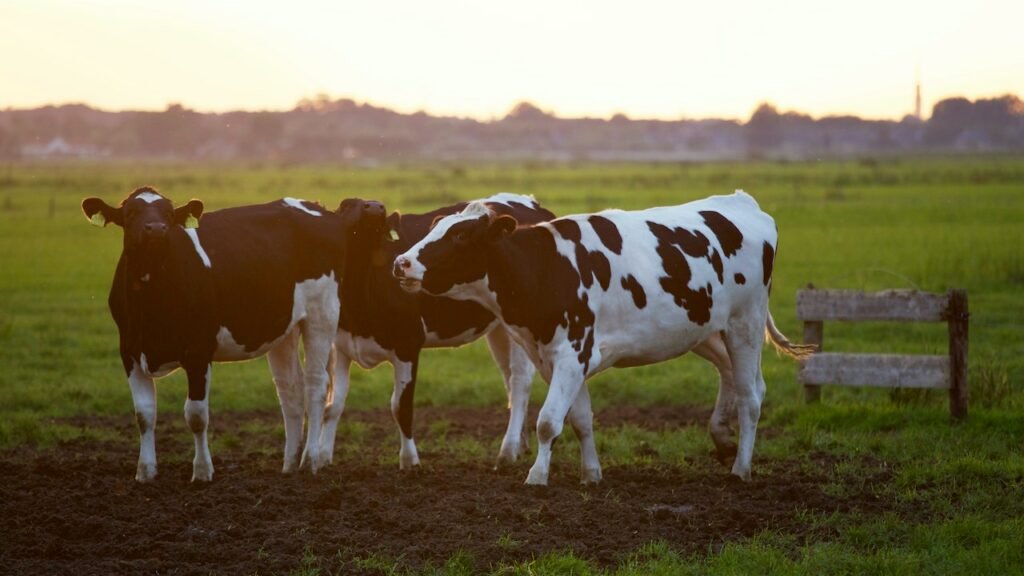 Caso de vaca louca é confirmado em fazenda do Pará