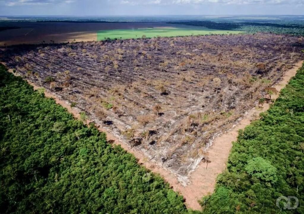 Desmatamento na Amazônia triplica em março; trimestre é o 2º pior desde 2008, aponta relatório do Imazon – Conexão Política