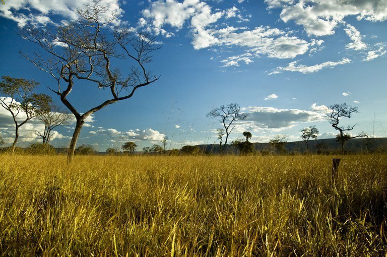 Desmatamento no Cerrado bate recorde no 1º trimestre do ano