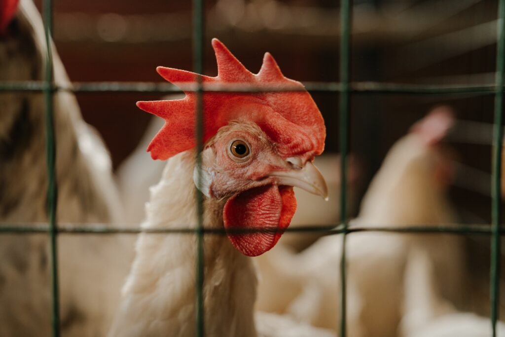 OMS confirma 1ª morte por gripe aviária H3N8 no mundo